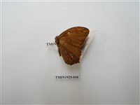 藏品(褐翅蔭眼蝶)的圖片